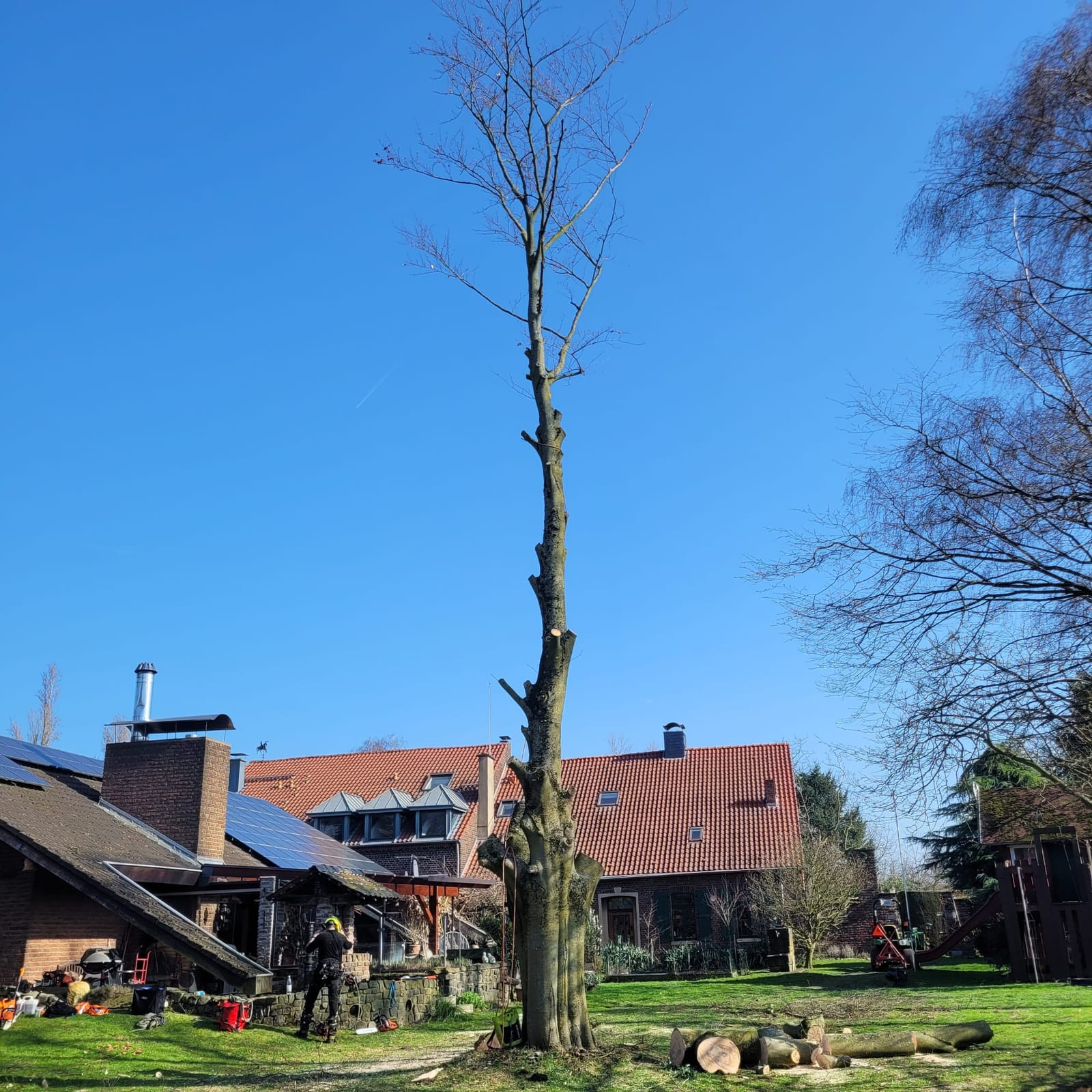 Fällung dicht am Haus: die Äste sind ab, die Stammstücke liegen im Gras