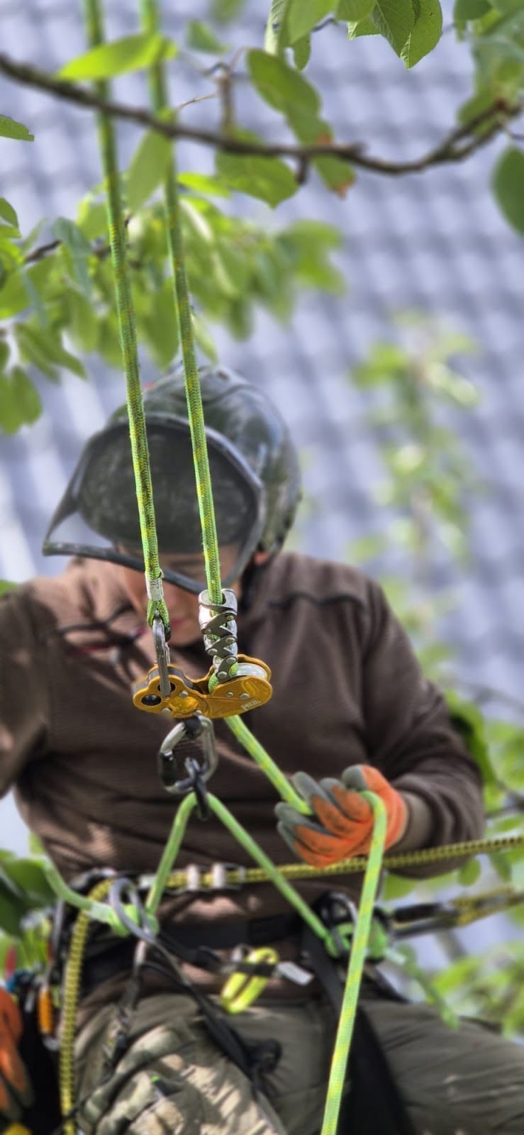 Baumpfleger im Klettergurt mit Seilrolle und Karabinern während eines Einsatzes