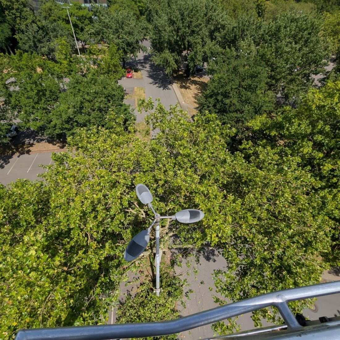 Blick aus dem Korb über die Kronen einer Platanenallee