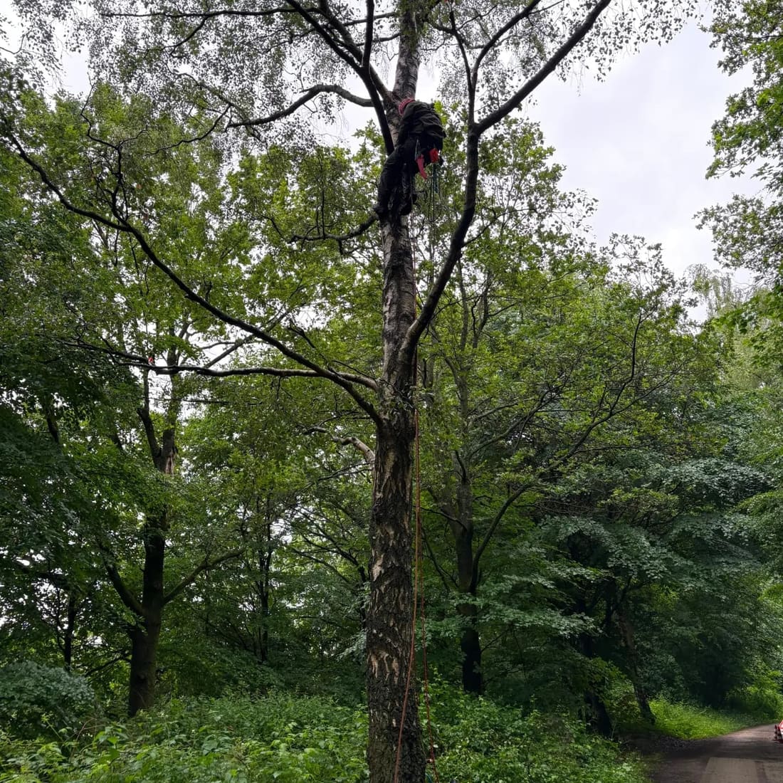 Arbeit im Kronenansatz einer hohen Birke am Waldweg