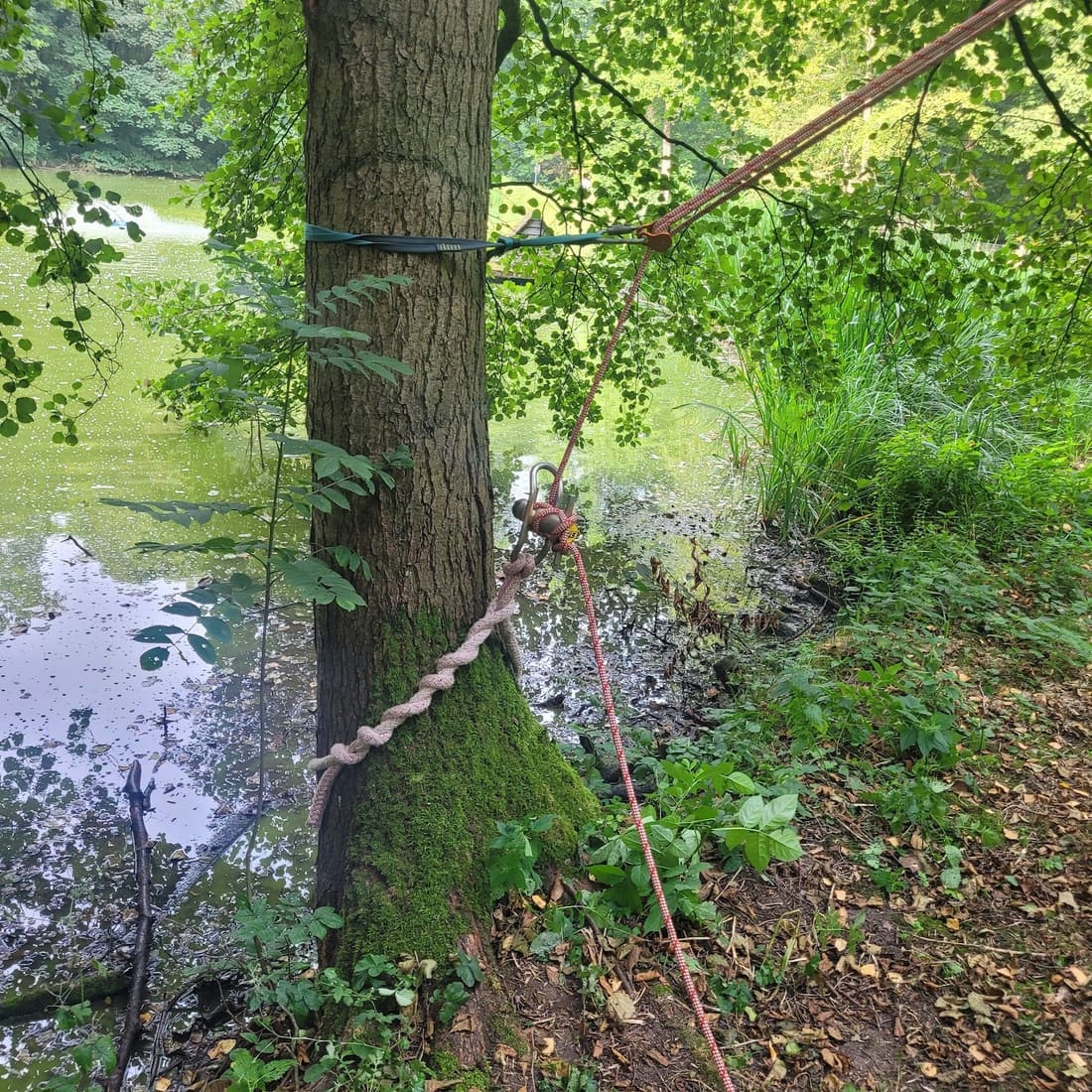 Seil und Umlenkung am Stamm eines Baumes direkt am Teichufer
