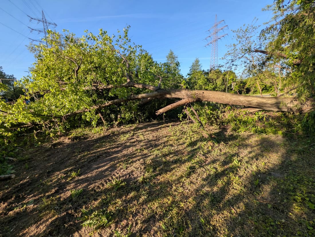 Vom Sturm umgeworfener Baum, quer über der Fläche unter der Hochspannungsleitung