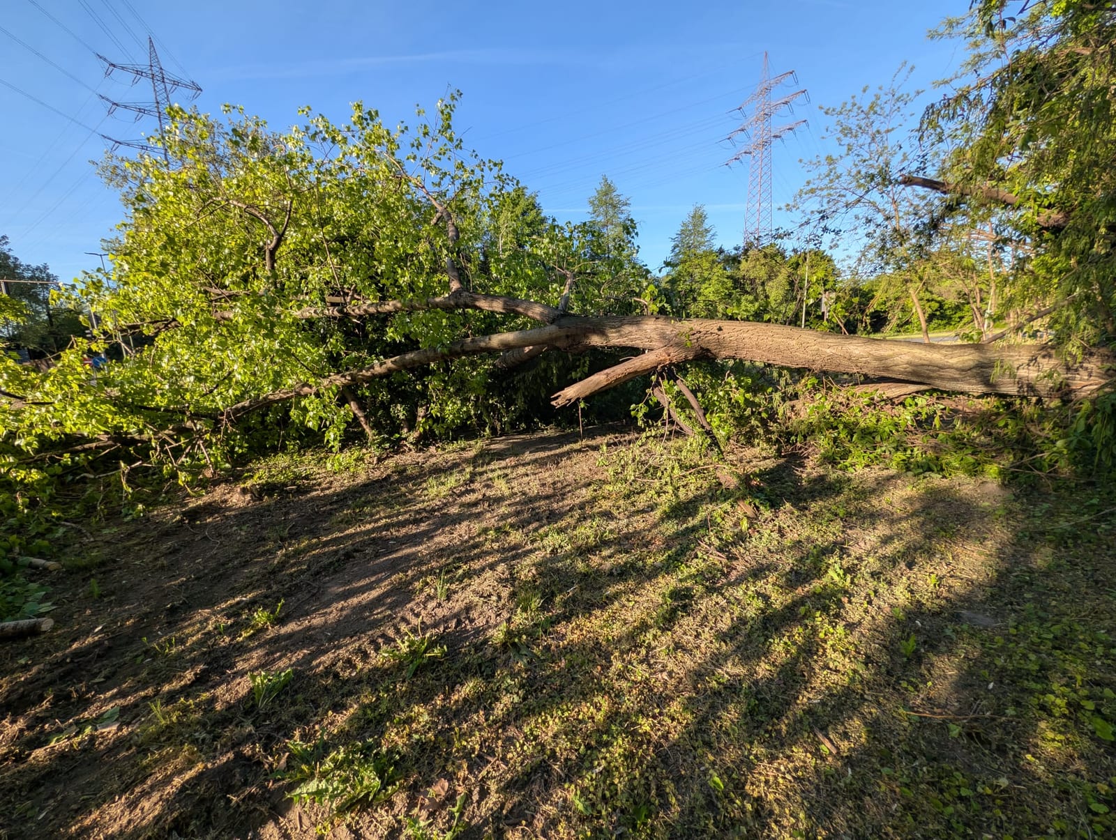Vom Sturm umgeworfener Baum, quer über der Fläche unter der Hochspannungsleitung