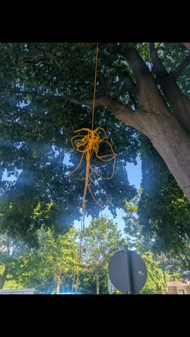 Orangefarbene Wurfleine hängt für den Aufstieg aus einer großen Krone